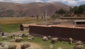 Sheep pasture outside the ruins of Raqchi
