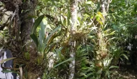 Orchid Garden at Bosque de Paz