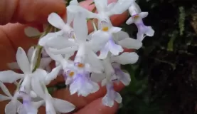 Epidendrum (Oerstedella) endresii at ClLoudforest Lodge