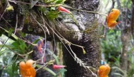 Scaphosepalum microdactylum at Monteverde Orchid Garden