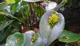 Acinthera at Monteverde Orchid Garden