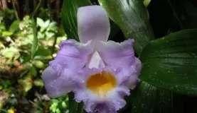 Sobralia