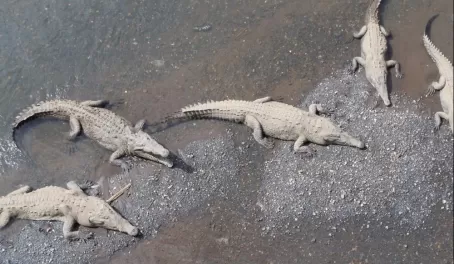 Crocodiles on the way to Carara