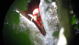 Preening Macaw at Carara