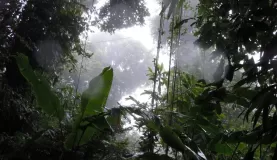 Clouds in the canopy of San Elena Cloudforest; Selvatura Hanging Bridge Canopy Walk