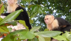 Orchid hunting Capuchin monkeys at Manuel Antonio National Park