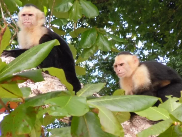 Orchid hunting Capuchin monkeys at Manuel Antonio National Park