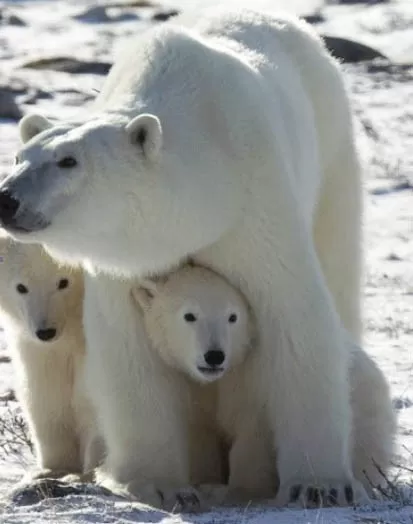 A polar bear with her young cubs