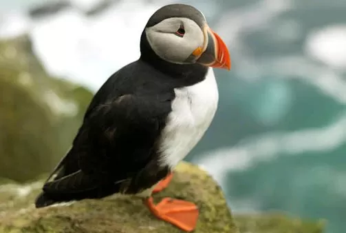 A colorful puffin sits on the rocks