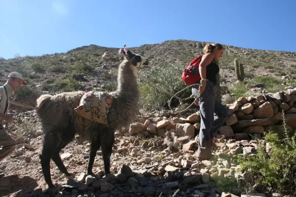 Trekking with Llamas on the Salta Multisport