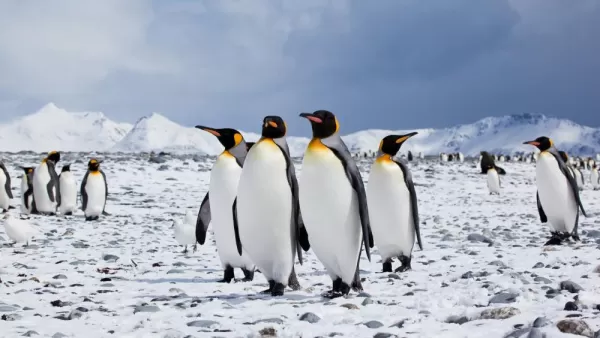 King Penguins exploring their territory