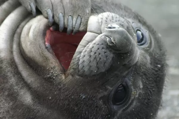 A young Elephant Seal