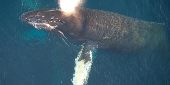 A humpback whale passes by the expedition ship