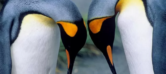 Beautiful King Penguins