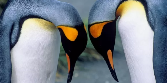 Beautiful King Penguins