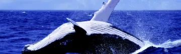 A humpback whale breaches the polar waters