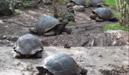 A group of giant tortoises in the Galapagos