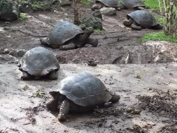 A group of giant tortoises in the Galapagos