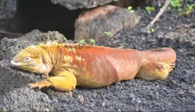 Wildlife trip in the Galapagos
