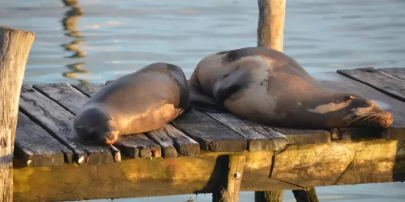 Sea lions napping on a dock in the Galapagos