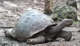 A giant tortoise on the (slow) move in the Galapagos