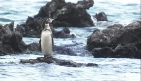 Wildlife trip in the Galapagos