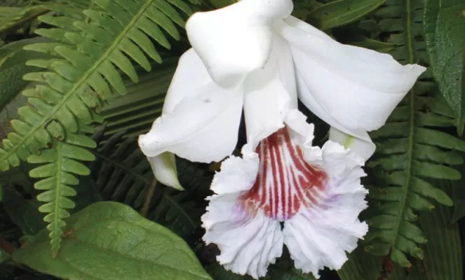 Ecuador is home to more than 4,000 known orchid species, more than any other country in the world