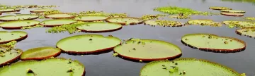  Giant lily pads on the Amazon River