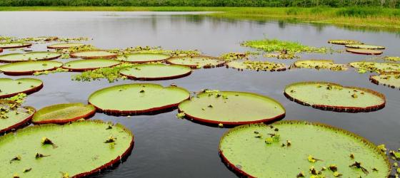 Giant lily pads on the Amazon River