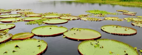  Giant lily pads on the Amazon River