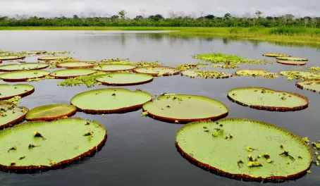 Giant water lilies, called Victoria Regia, floating in the Amazon