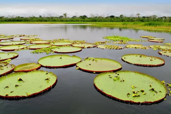 Giant water lilies, called Victoria Regia, floating in the Amazon