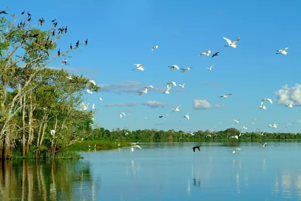 Birds in the Amazon
