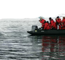 Whale watching from the Zodiac