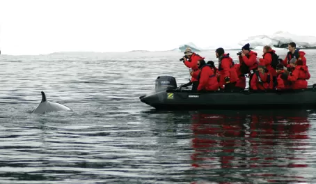 Whale watching from the Zodiac