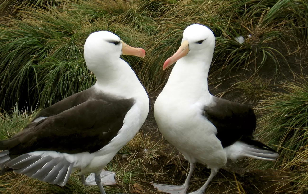 Black Browed Albatross