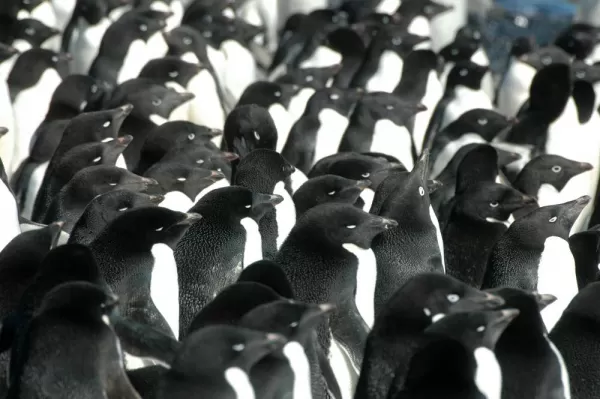 A large penguin colony