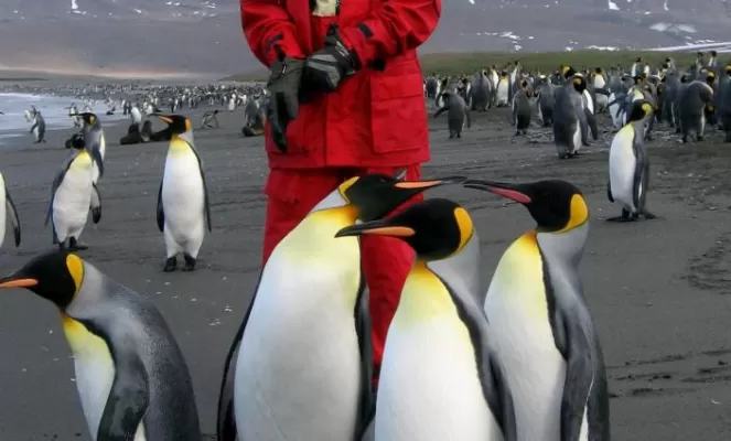 An escort of King Penguins
