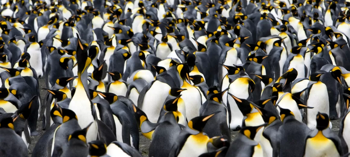 Explore penguin rookeries