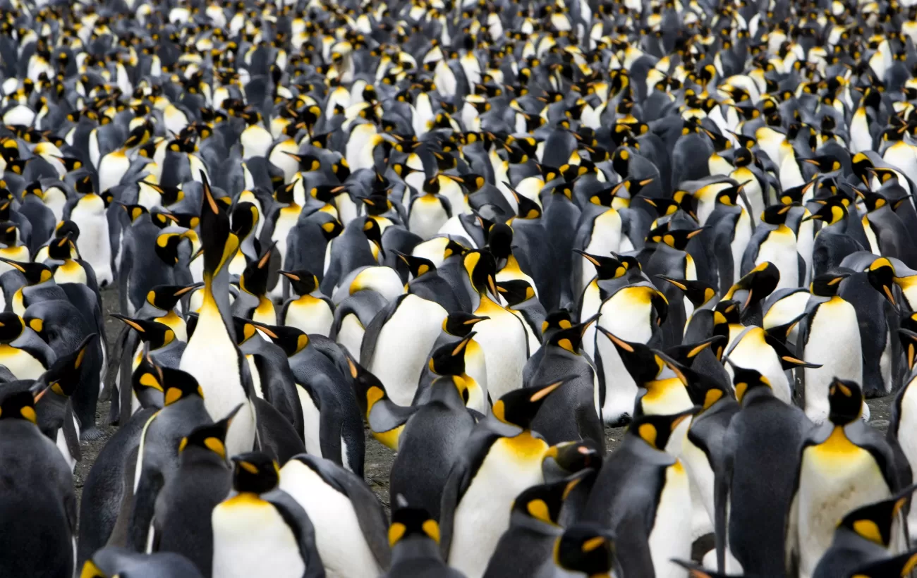 Explore penguin rookeries