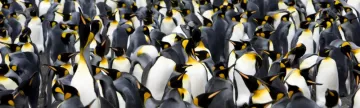 Explore penguin rookeries