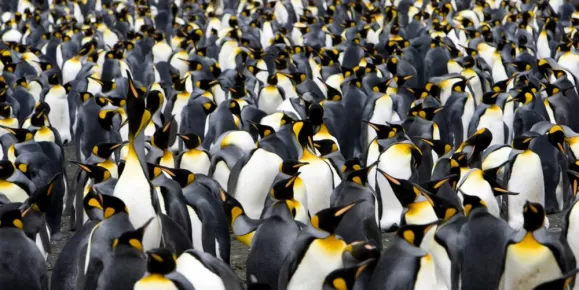 Explore penguin rookeries