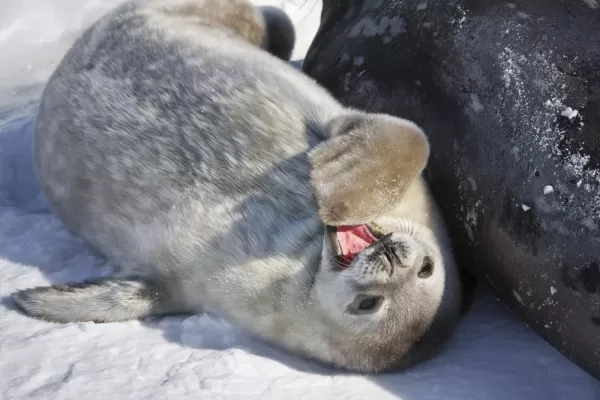A seal pup poses yawns in the sunlight