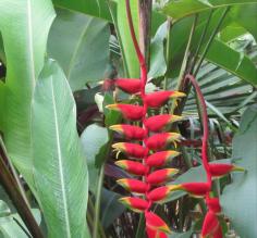 Bird of a bird of paradise