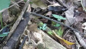 Poisonous green frog