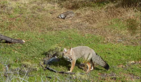 Fox in Torres del Paine