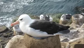 Albatros on Saunders Island