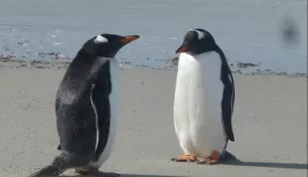 Gentoo penguins at The Neck on Saunders