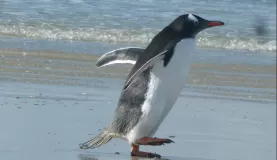 Gentoo Penguin on Saunders Island