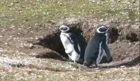 Magallenic Penguins on Saunders Island